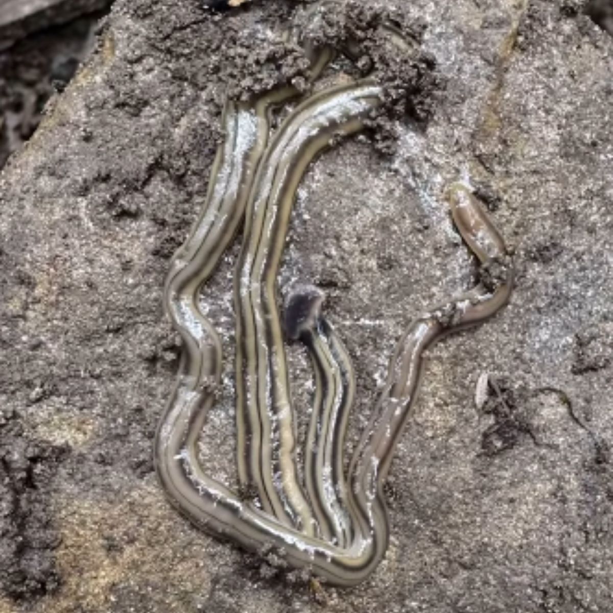 creepy hammerhead worm