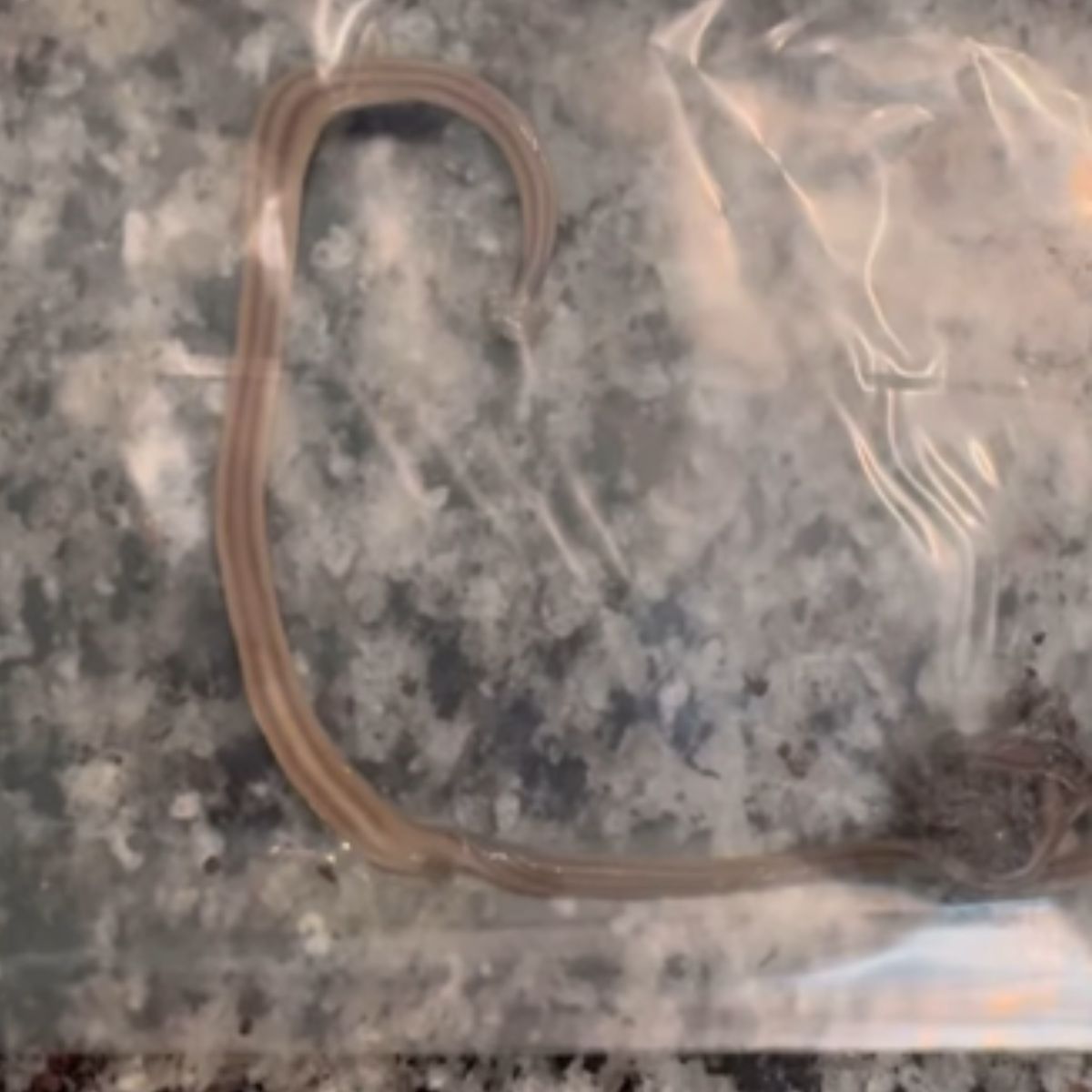 creepy hammerhead worms