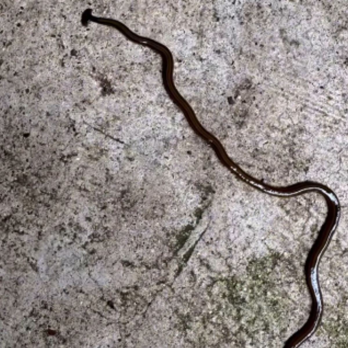 creepy poisonous hammerhead worm