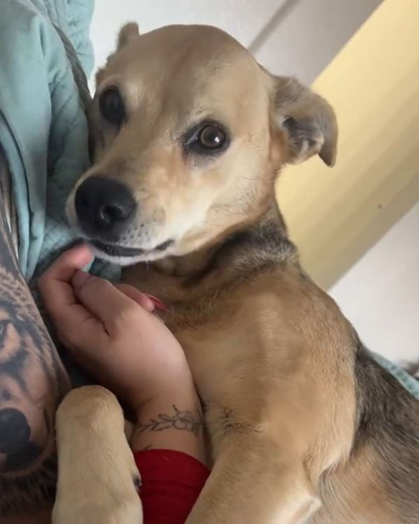 cuddly dog ​​is being petted