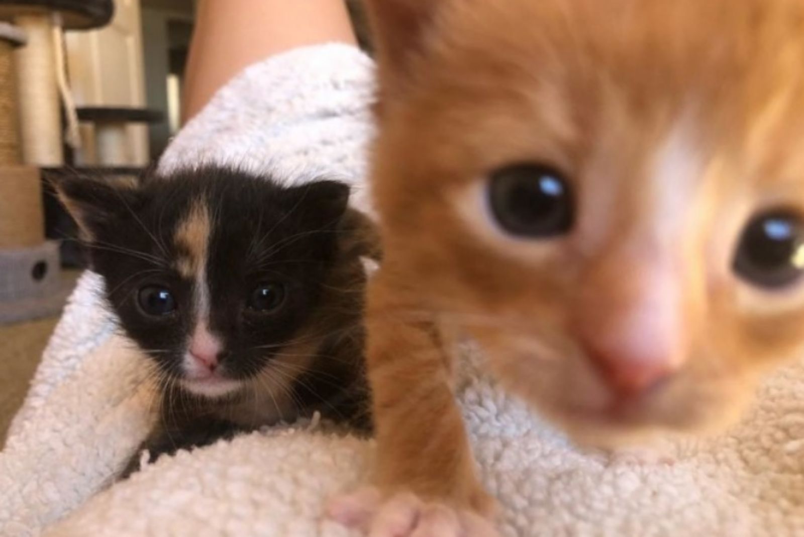 cute abandoned kittens