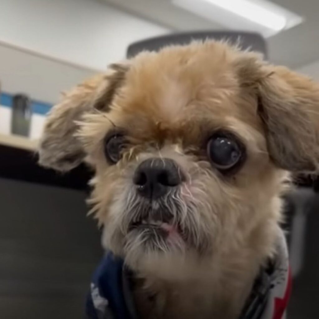cute brown dog looking at the camera