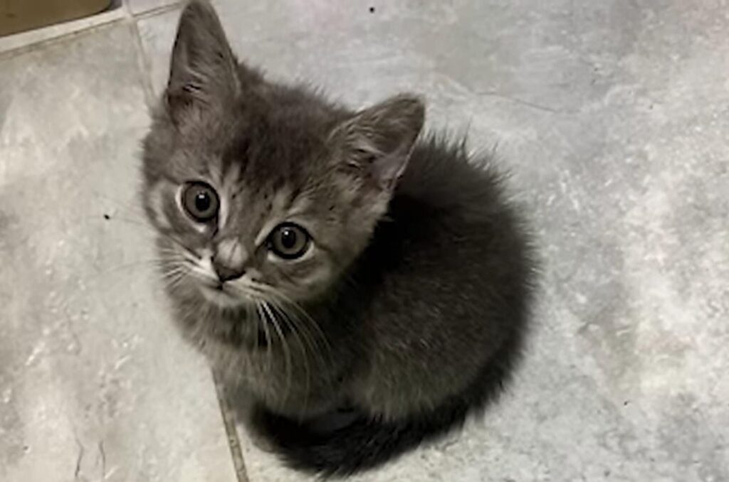 cute colorful kitten looking at the camera