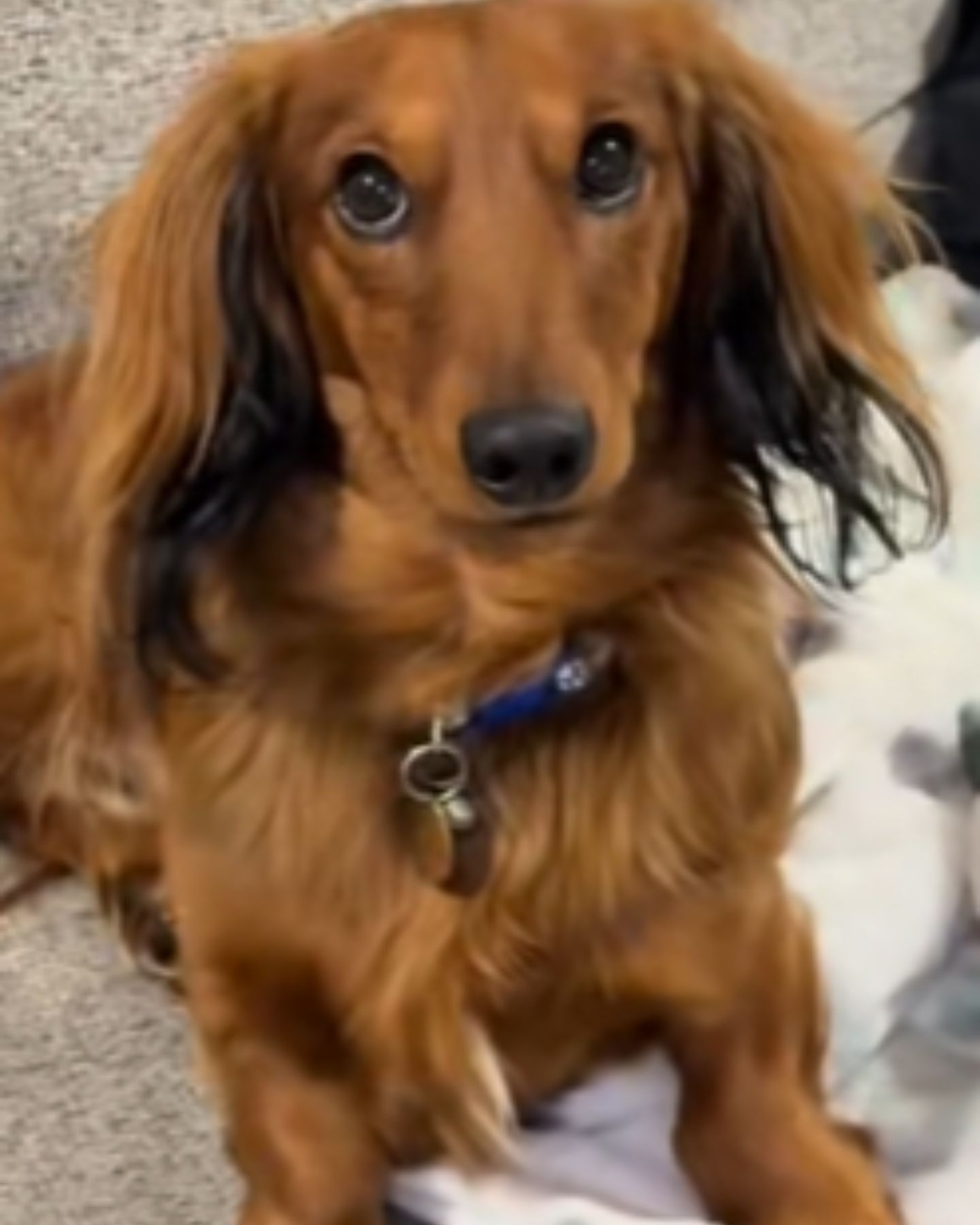 cute dachshund dog