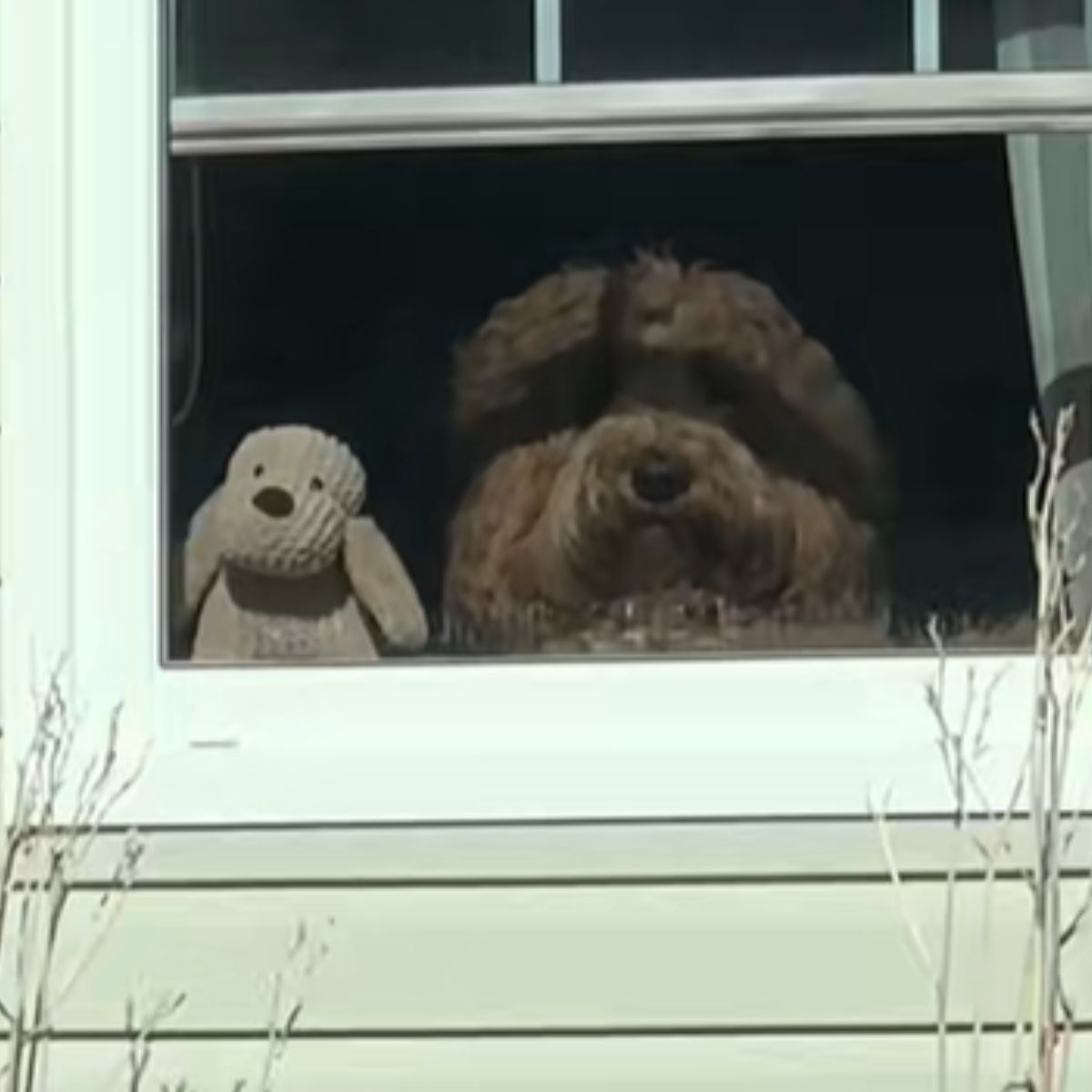 cute dog on the window