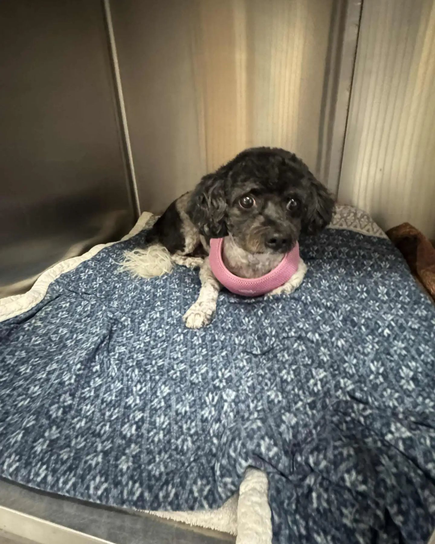 cute dog with a haircut