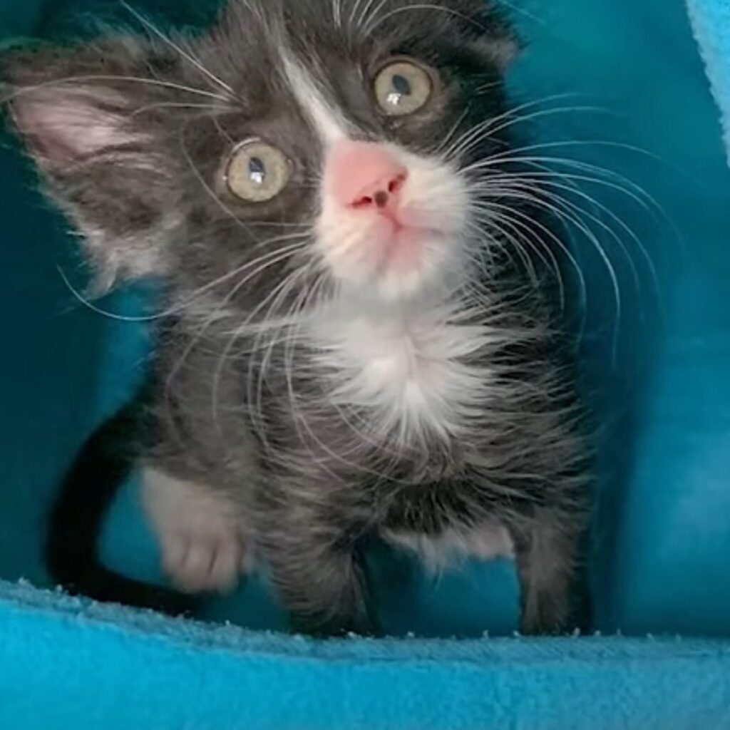 cute kitten in a blue basket
