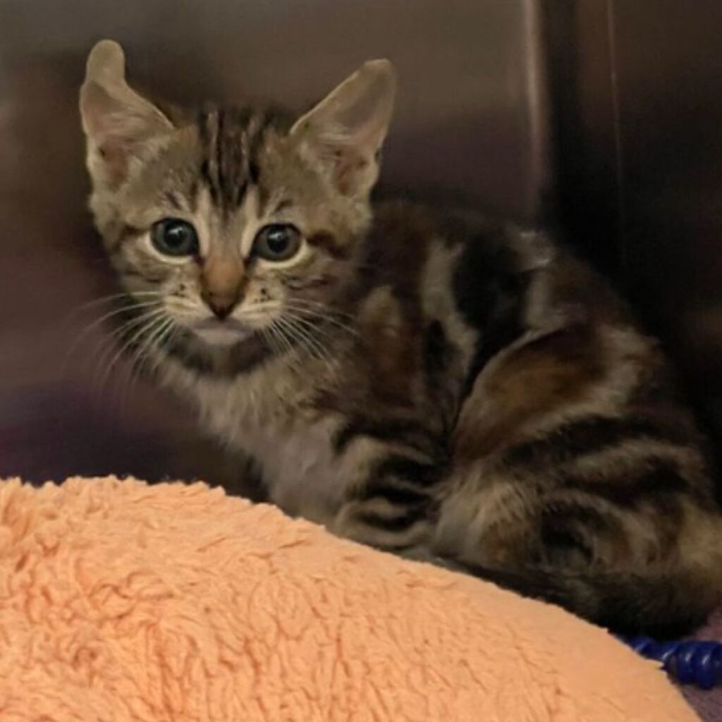 cute kitten looking ahead