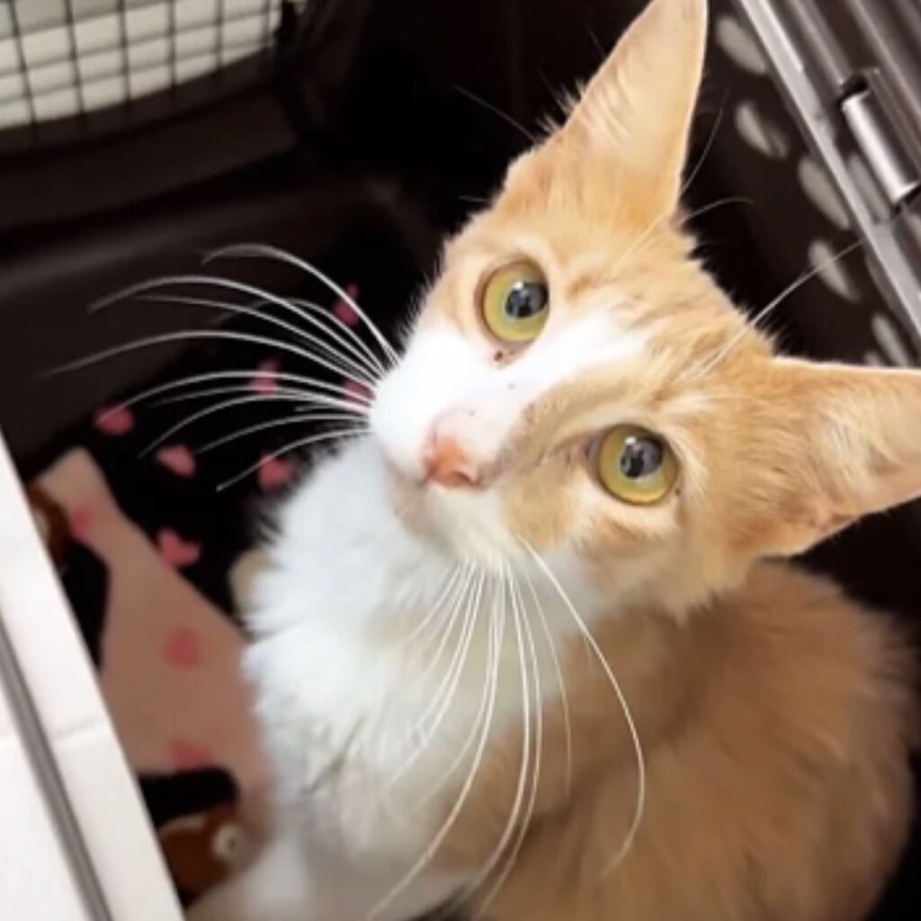 cute kitten looking at the camera