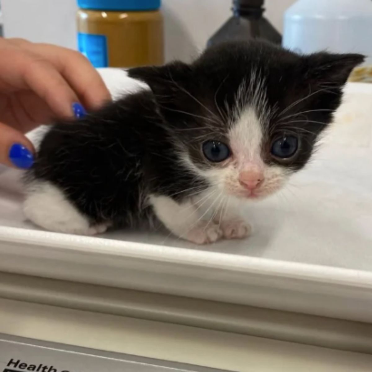 cute kitty on the scales