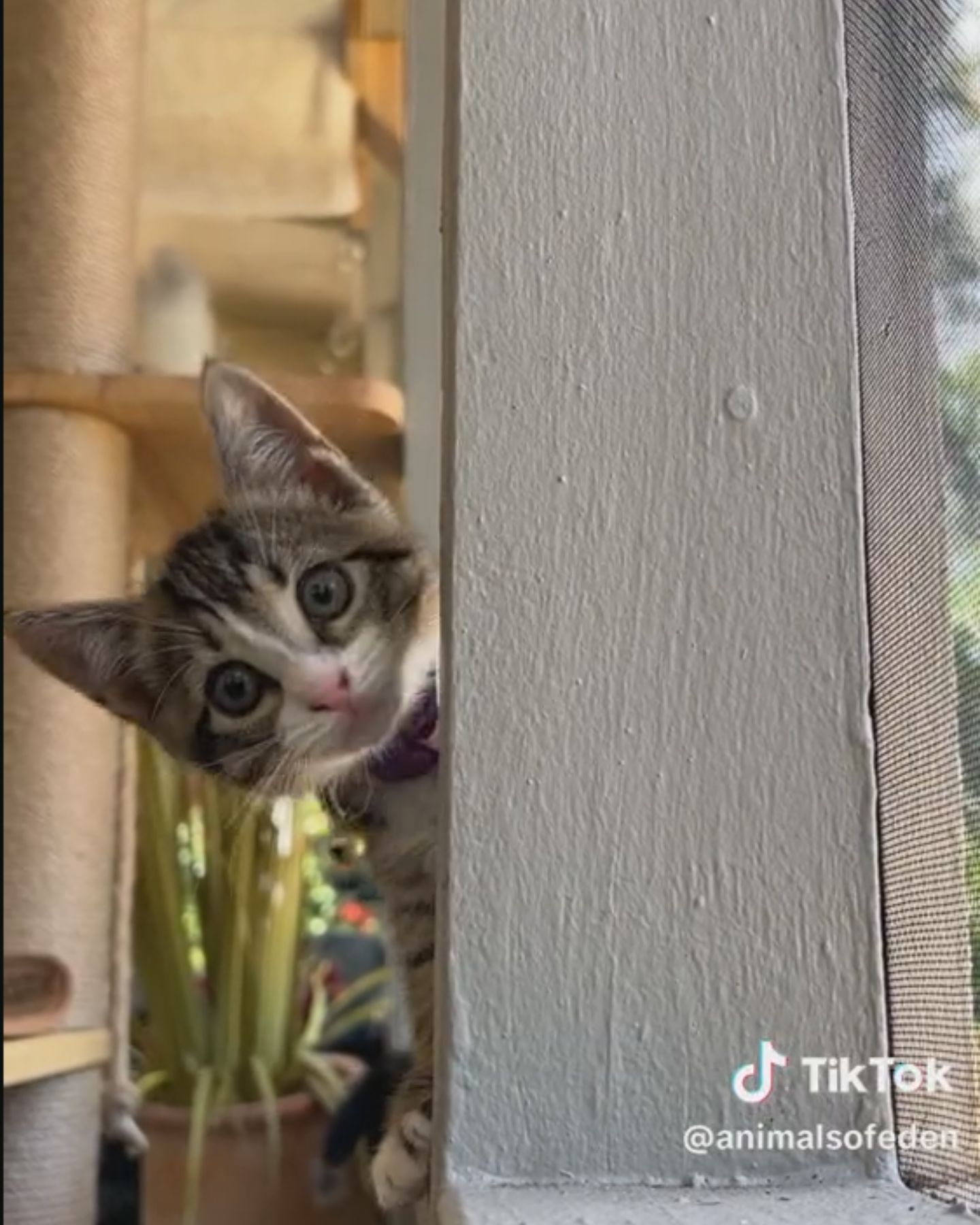 cute kitty peeking out