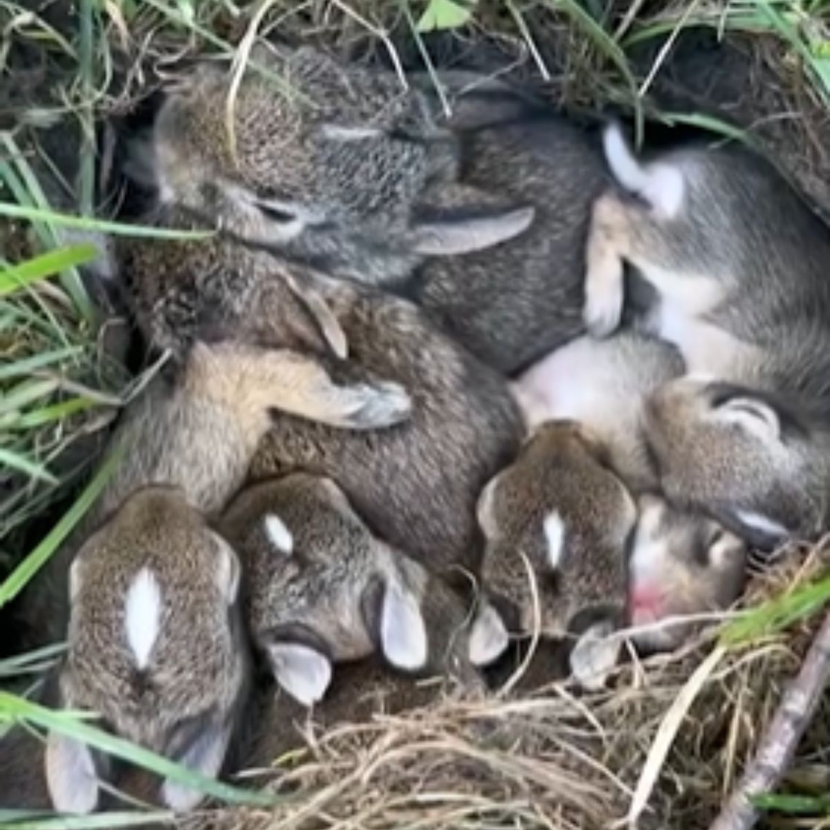 cute little rabbits