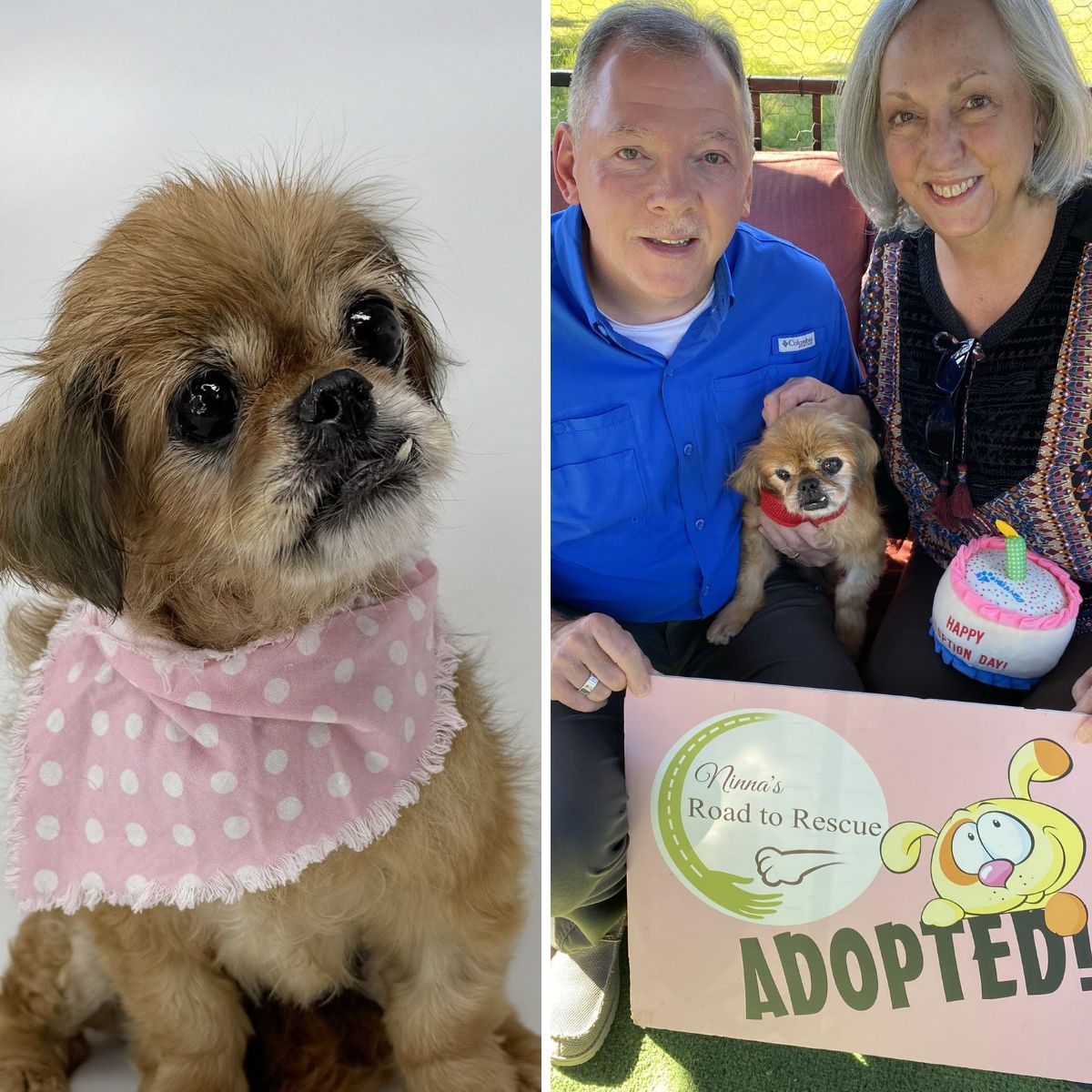 cute puppy with family