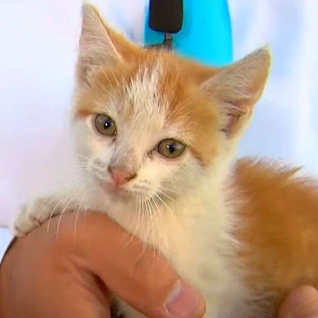 cute yellow and white kitten
