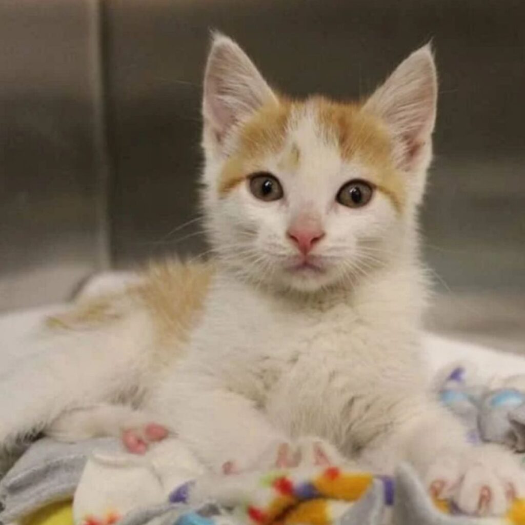 cute yellow and white kitten lying on a blanket
