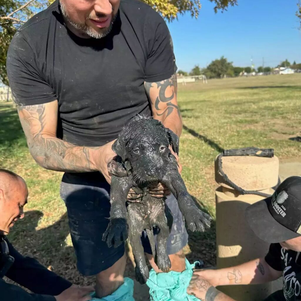 dirty puppy in a man's hands