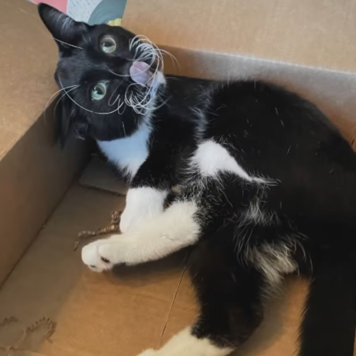 disabled cat in a box