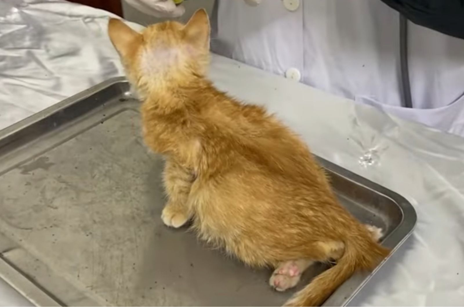 disabled kitten at the vet