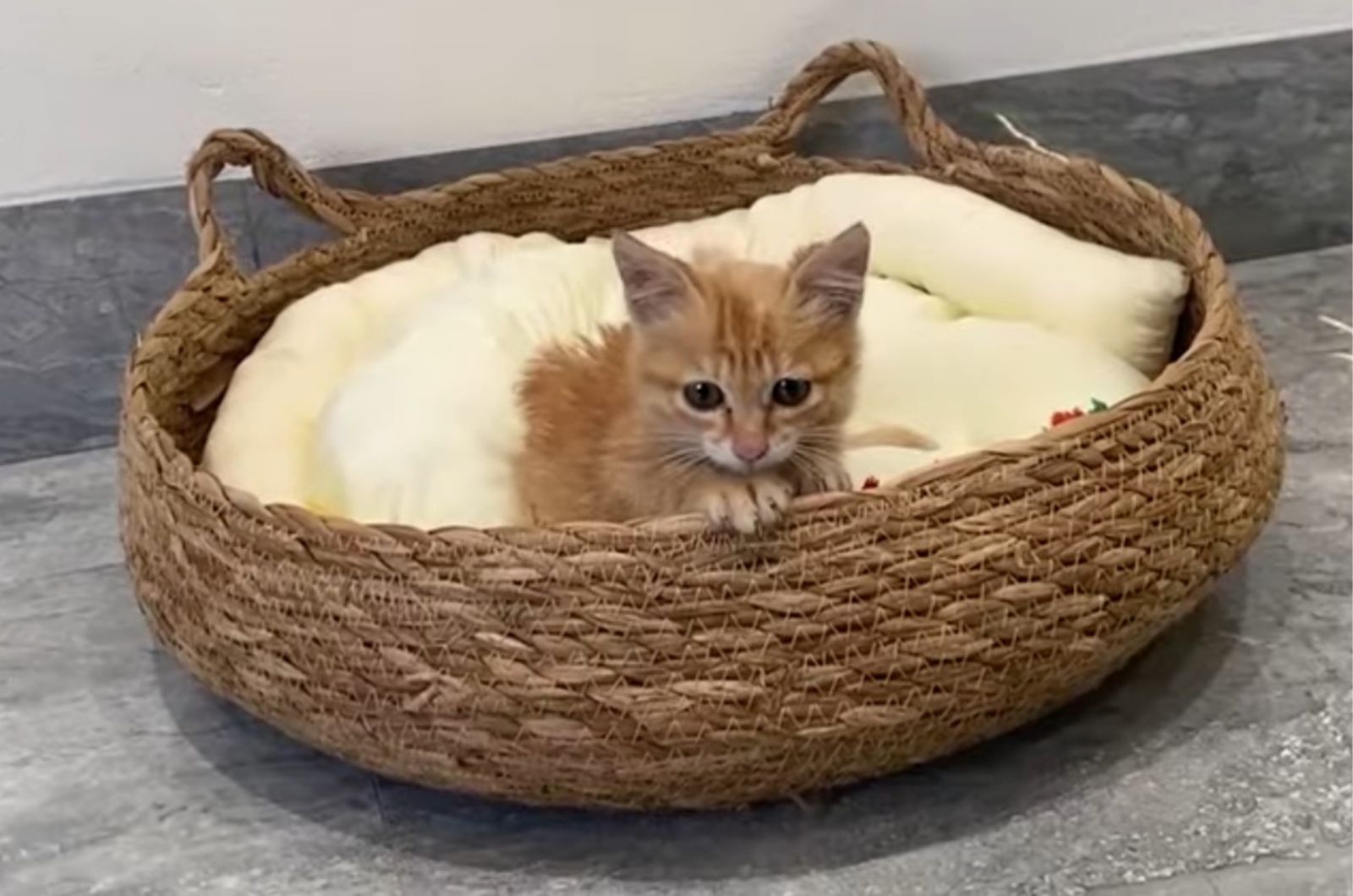 disabled kitten in the basket