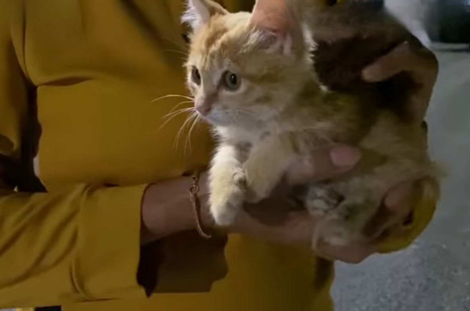 disabled kitten in the hands of a woman