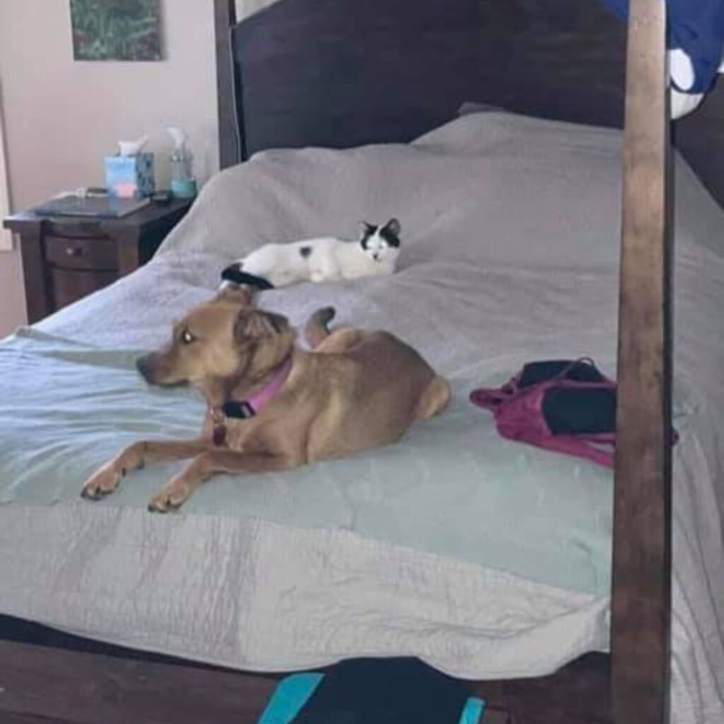 dog and cat lying on the bed