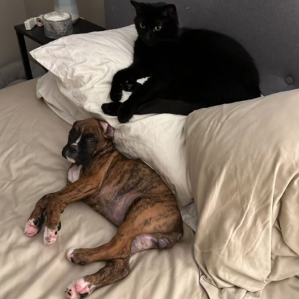 dog and cat lying on the bed
