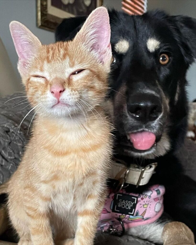 dog and cat next to each other