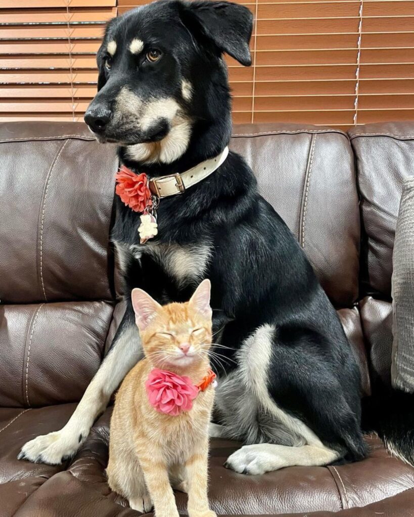 dog and cat sitting on the couch