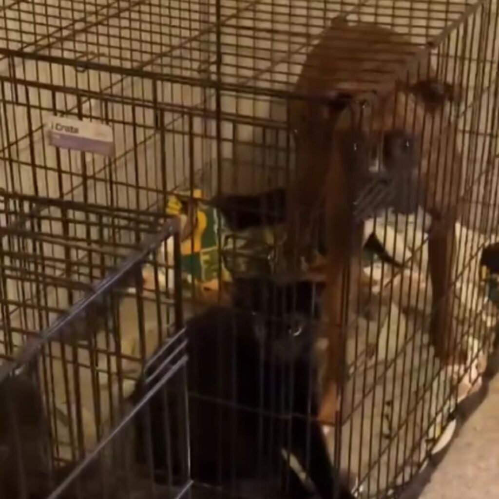 dog and cat together in a cage