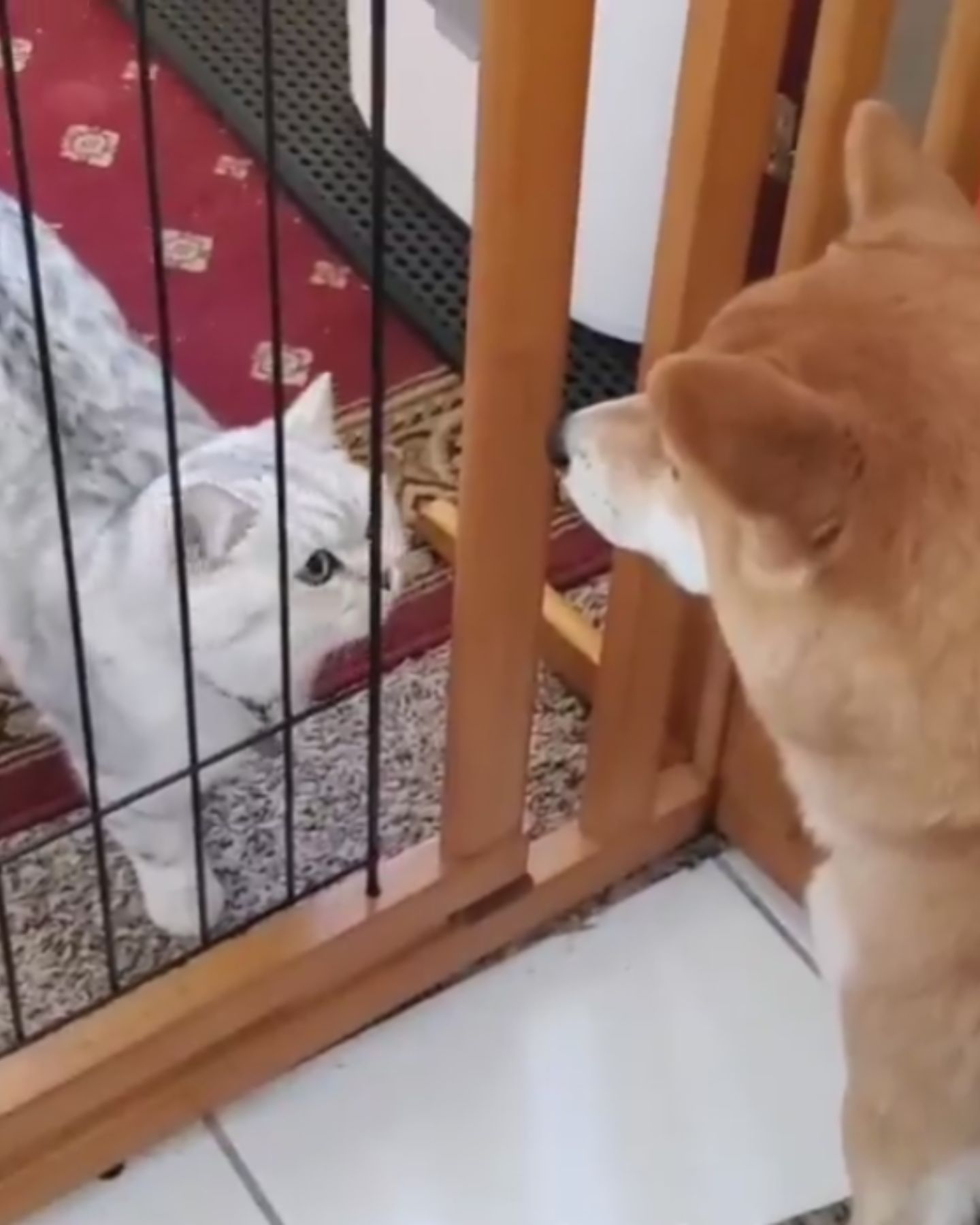 dog and the cat are looking at each other