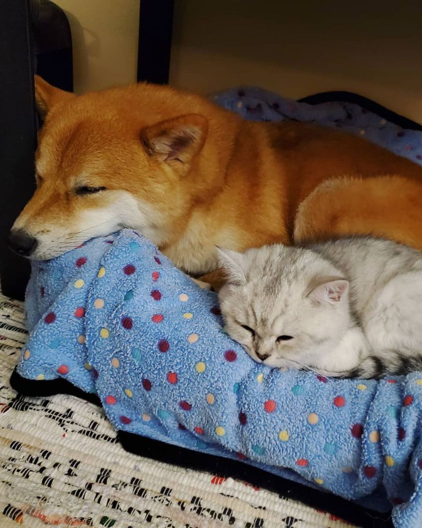 dog and the cat are napping