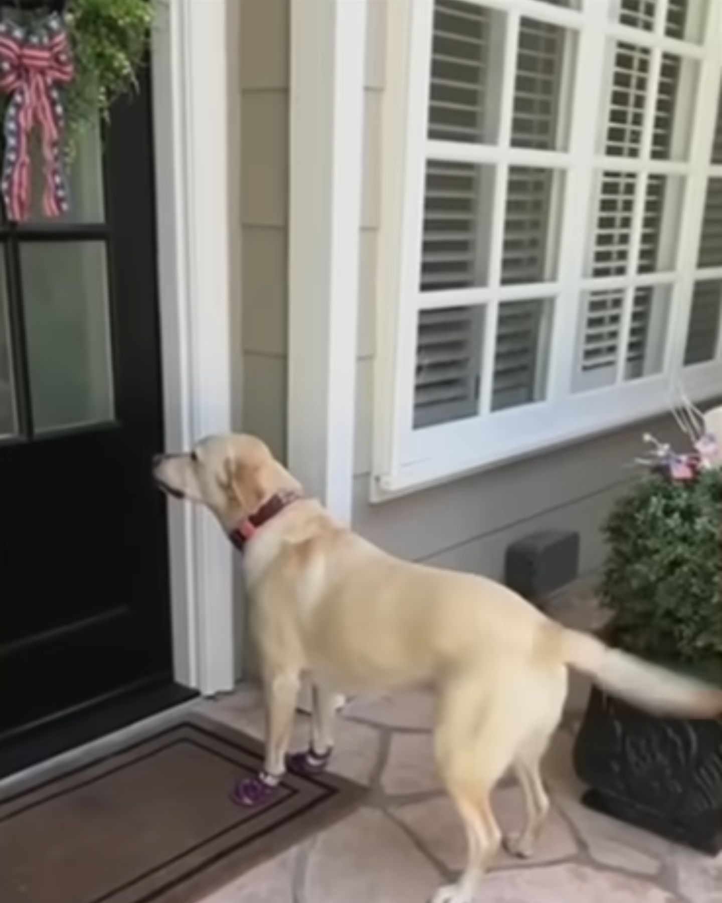 dog at neighbor's door