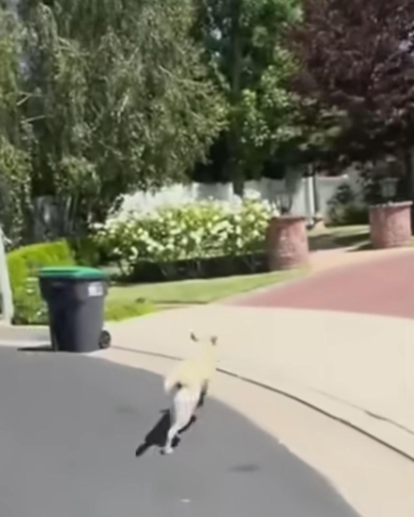 dog at neighbor's house