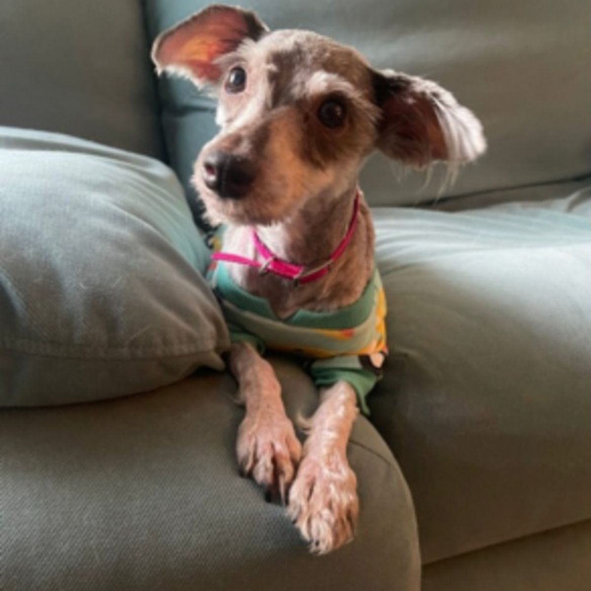 dog dressed and dressed sitting on sofa