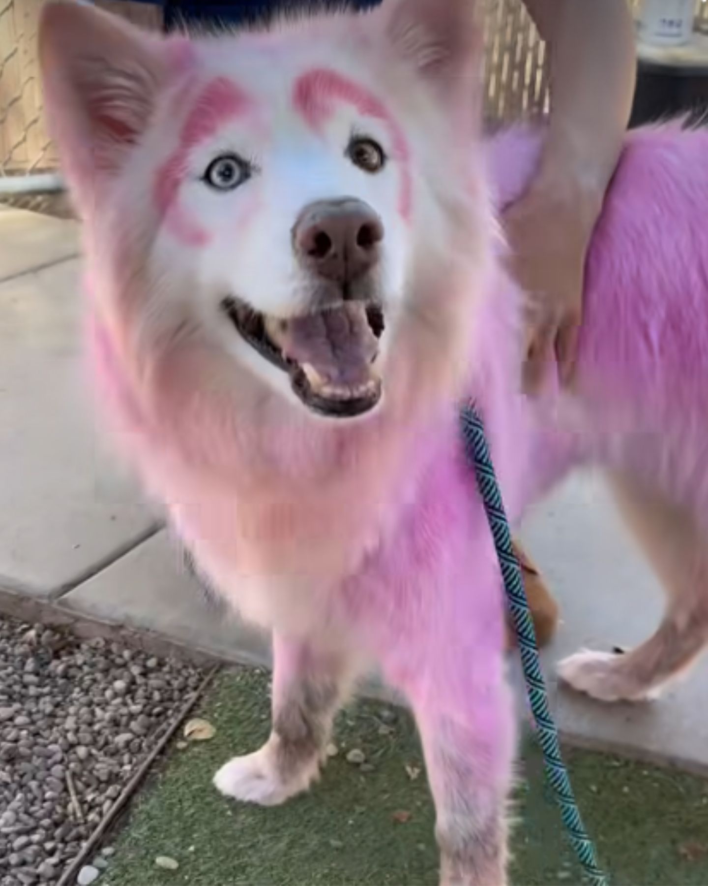 dog dyed in pink on a leash