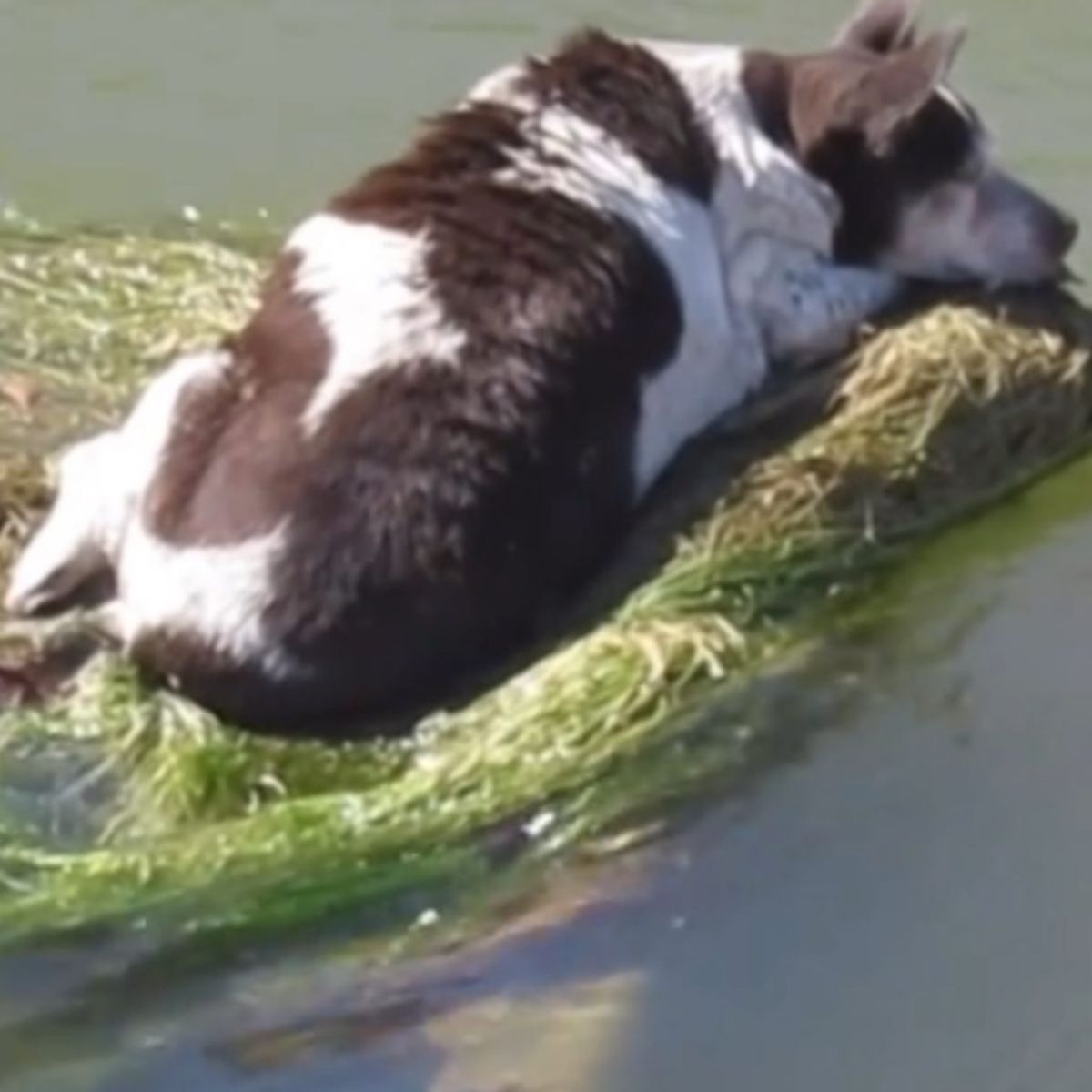 dog found holding to shopping cart in river