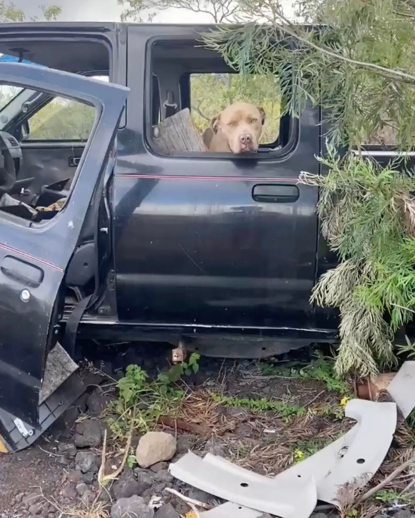 dog found in abandoned truck