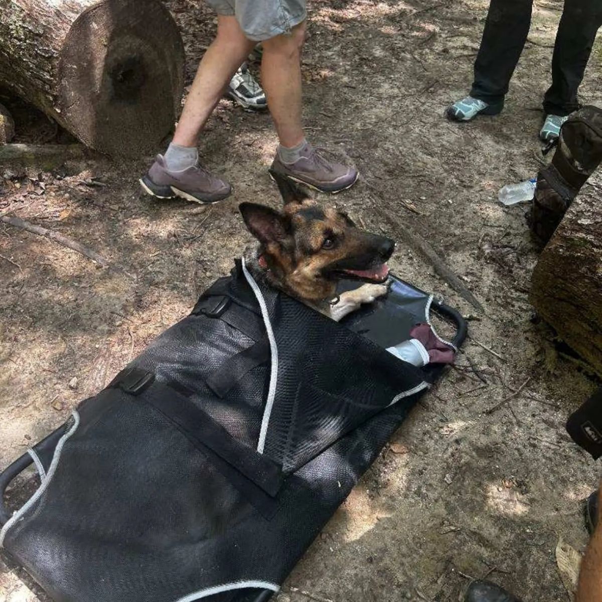 dog found in forest