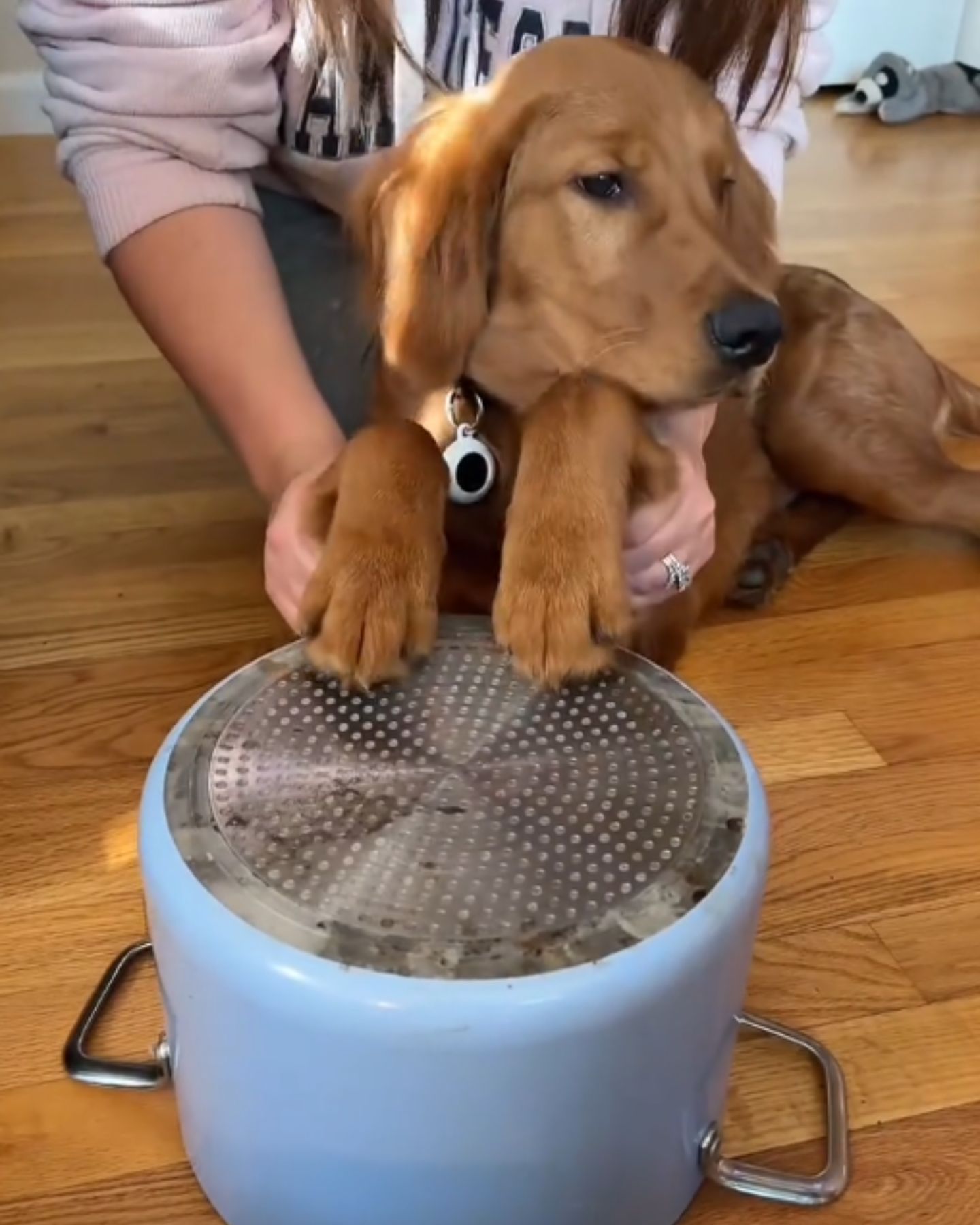 dog has his paws on the pot