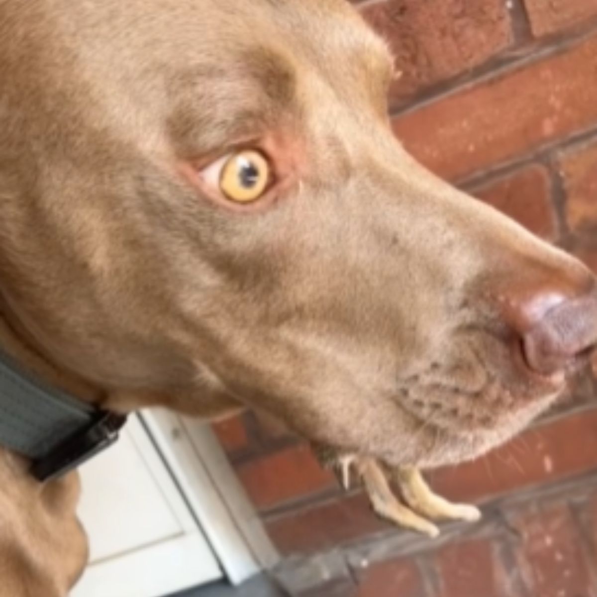 dog has tiny legs in his mouth