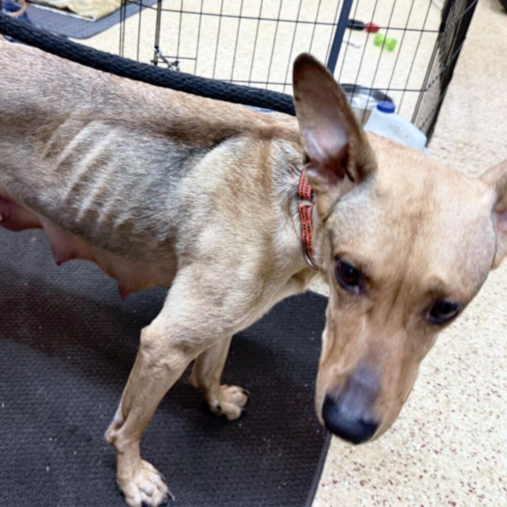 dog in a cage with protruding breasts