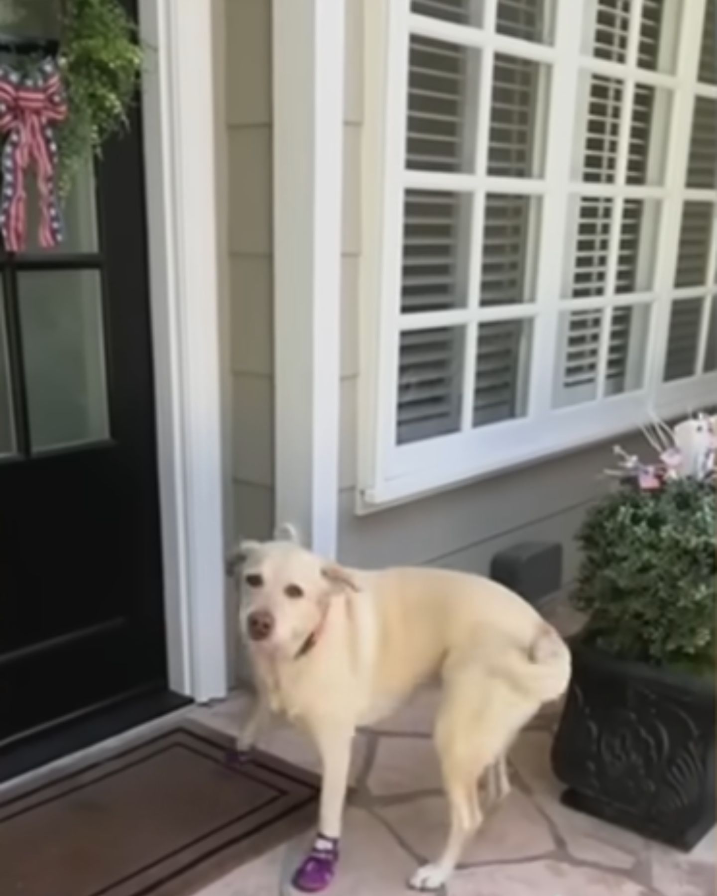 dog in front of door