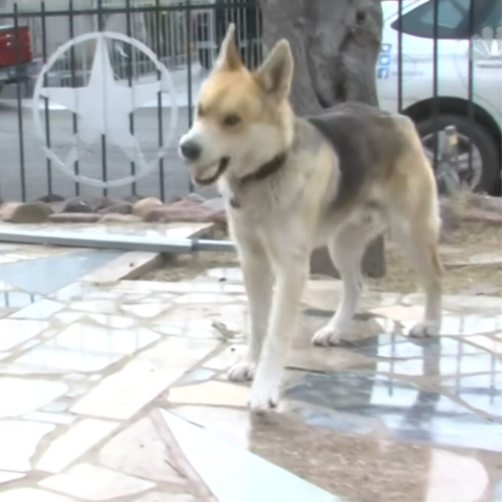dog in front of the police station