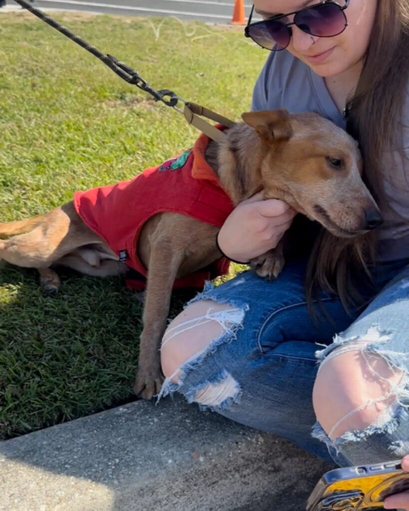 dog in the arms of a girl in the park