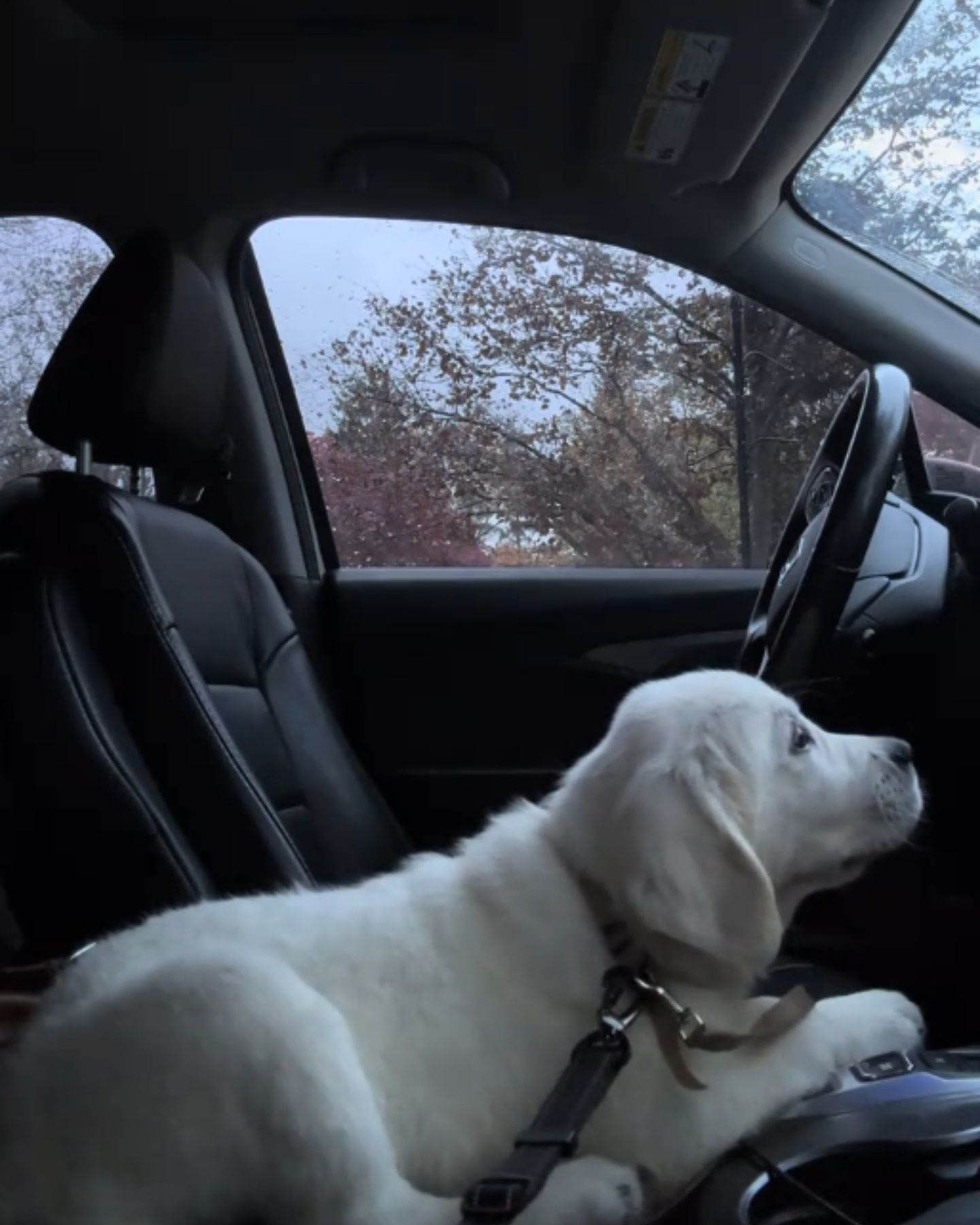 dog in the car