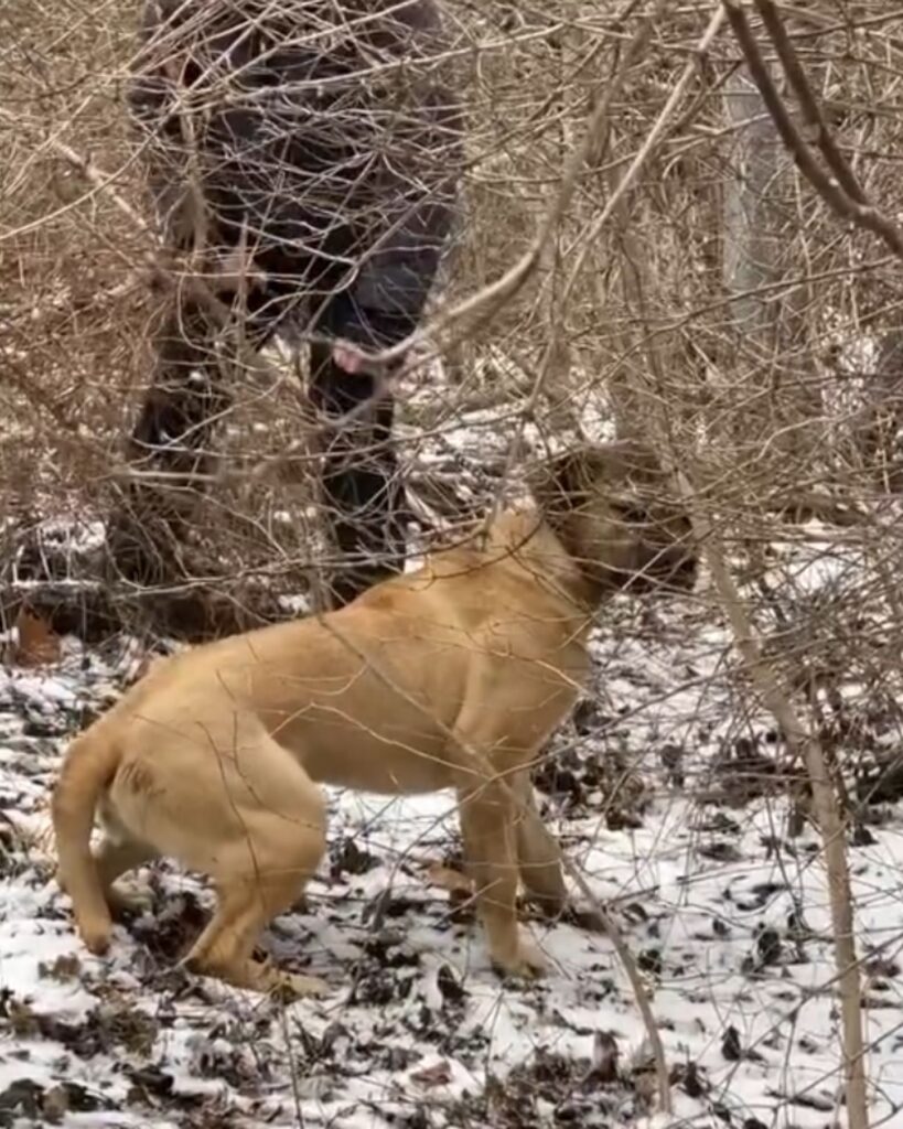 dog in the forest in the snow