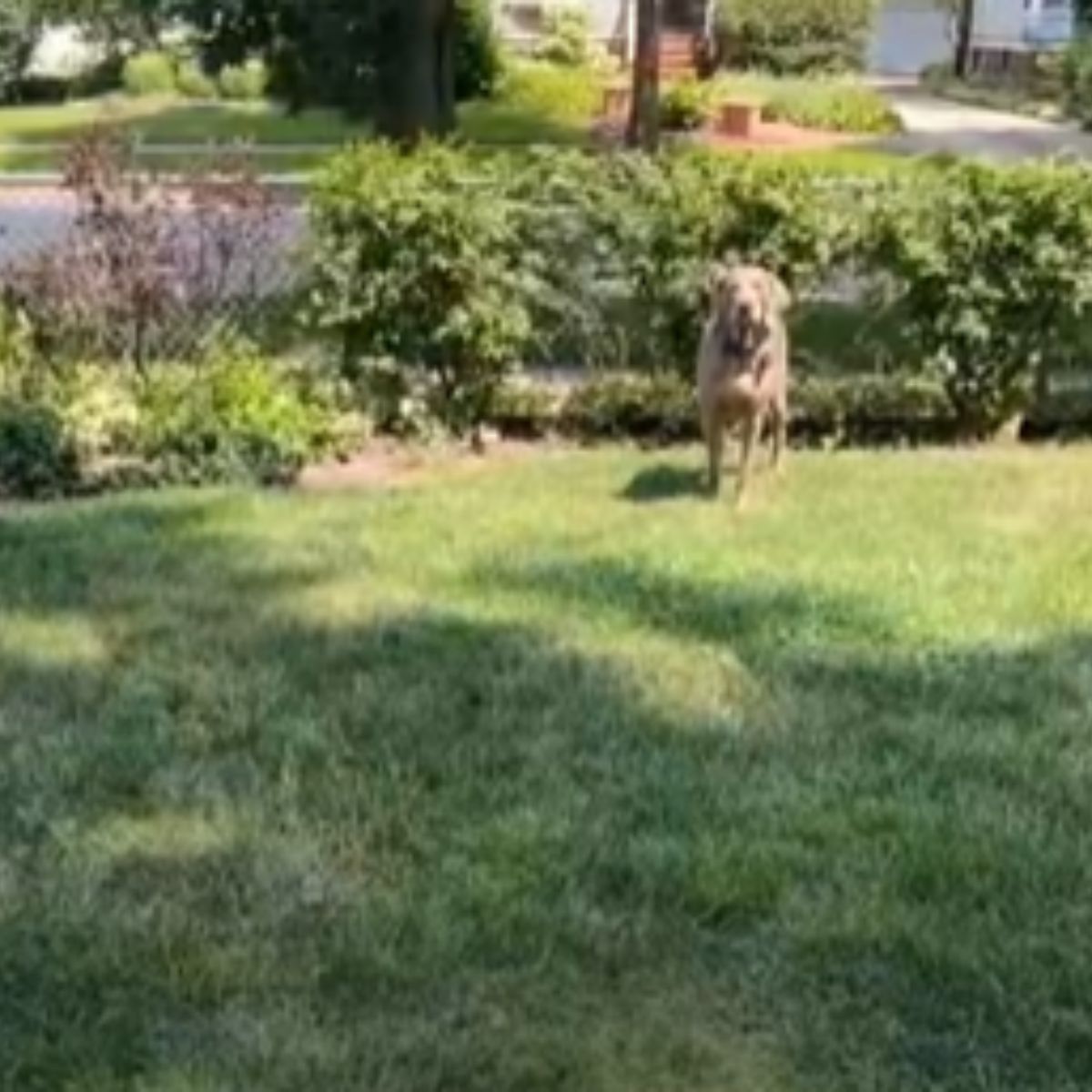 dog in the yard