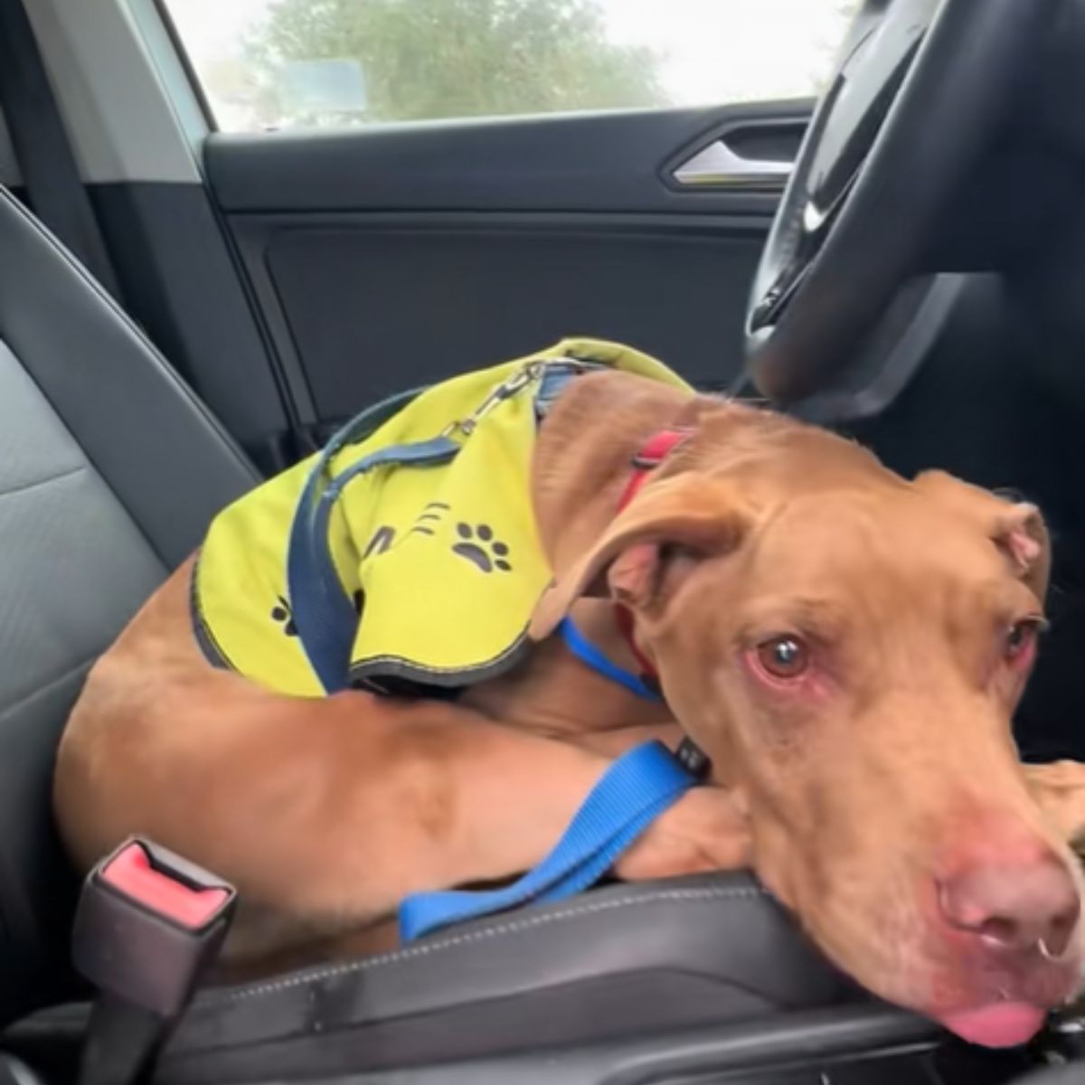 dog is lying in the car with a vest on