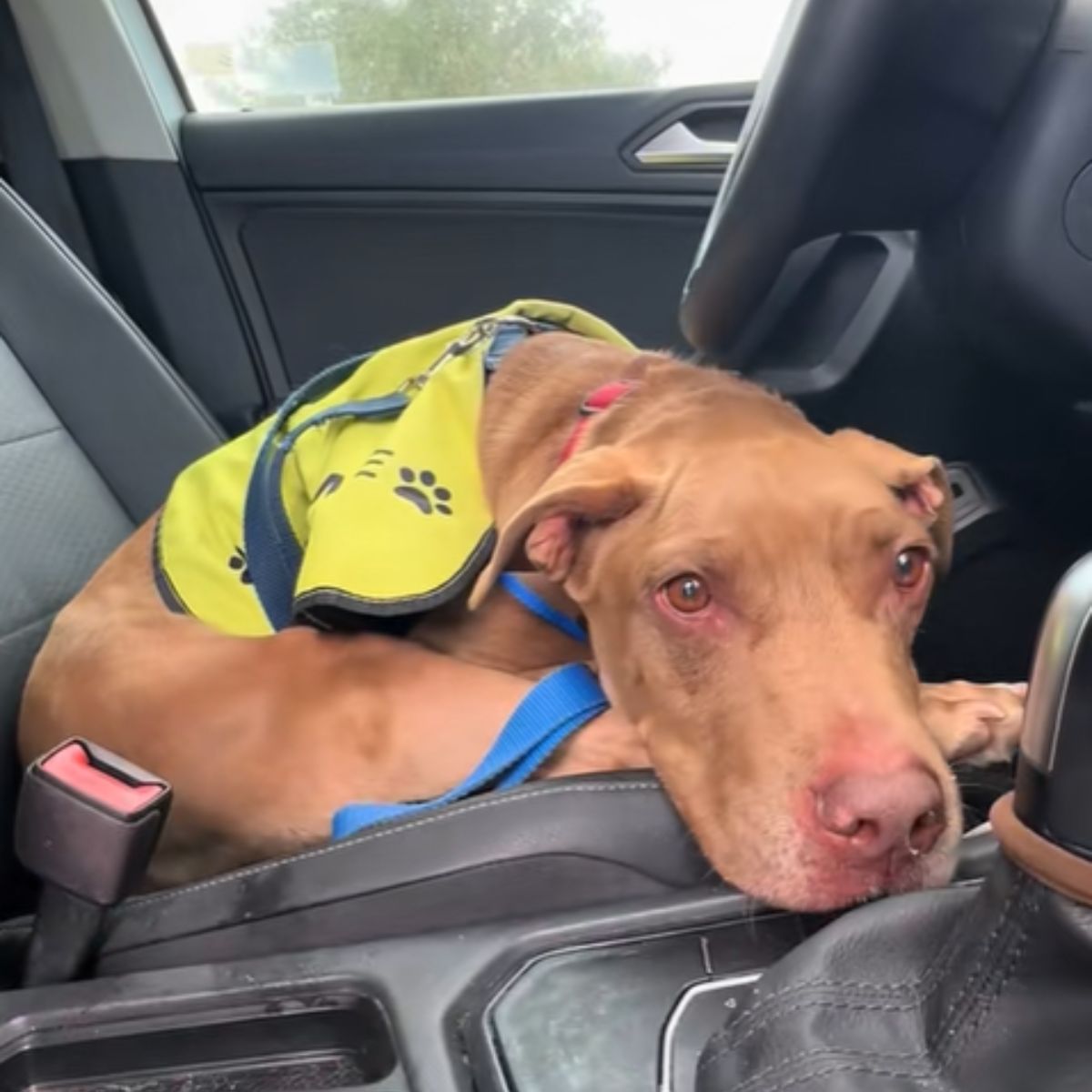 dog is lying in the car