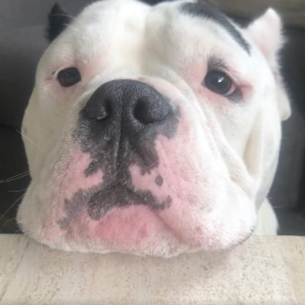 dog leaning its head on the table